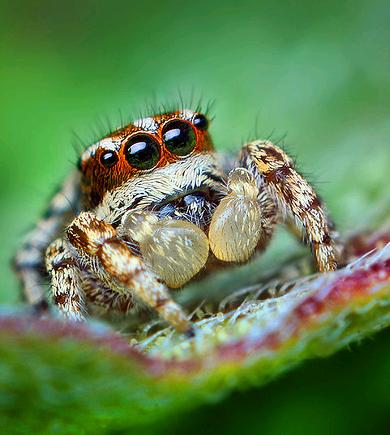 jumper spider